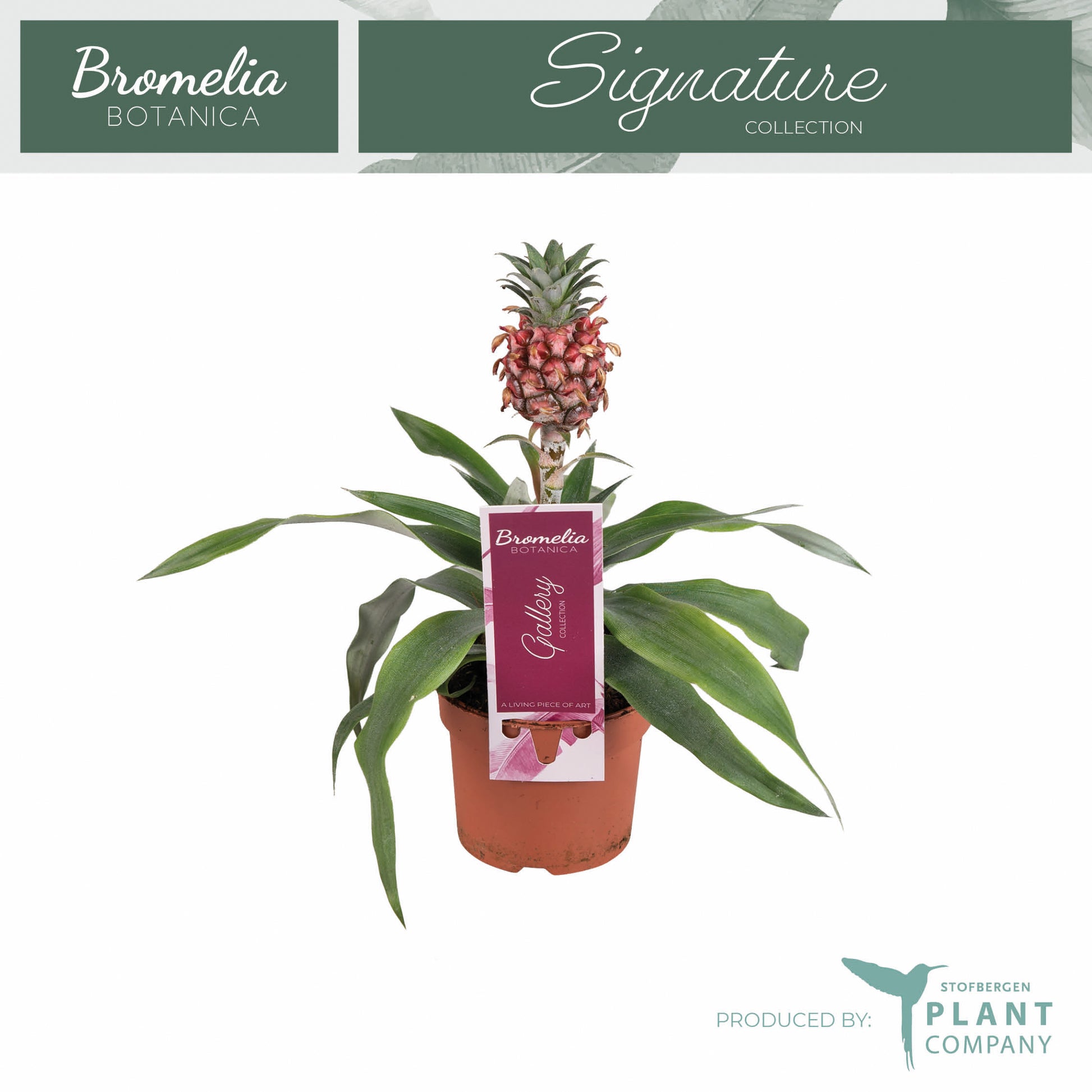 Ananas Rosita 25cm 9cm Pot