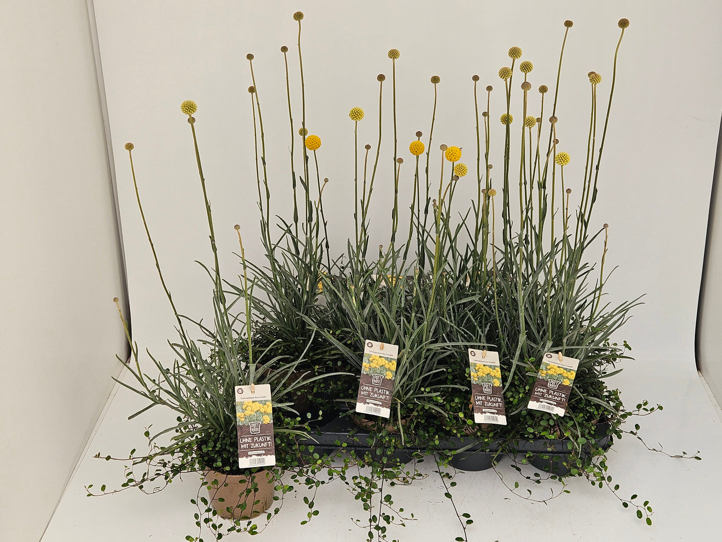 Perennials mixed in pot 50cm 13cm Pot