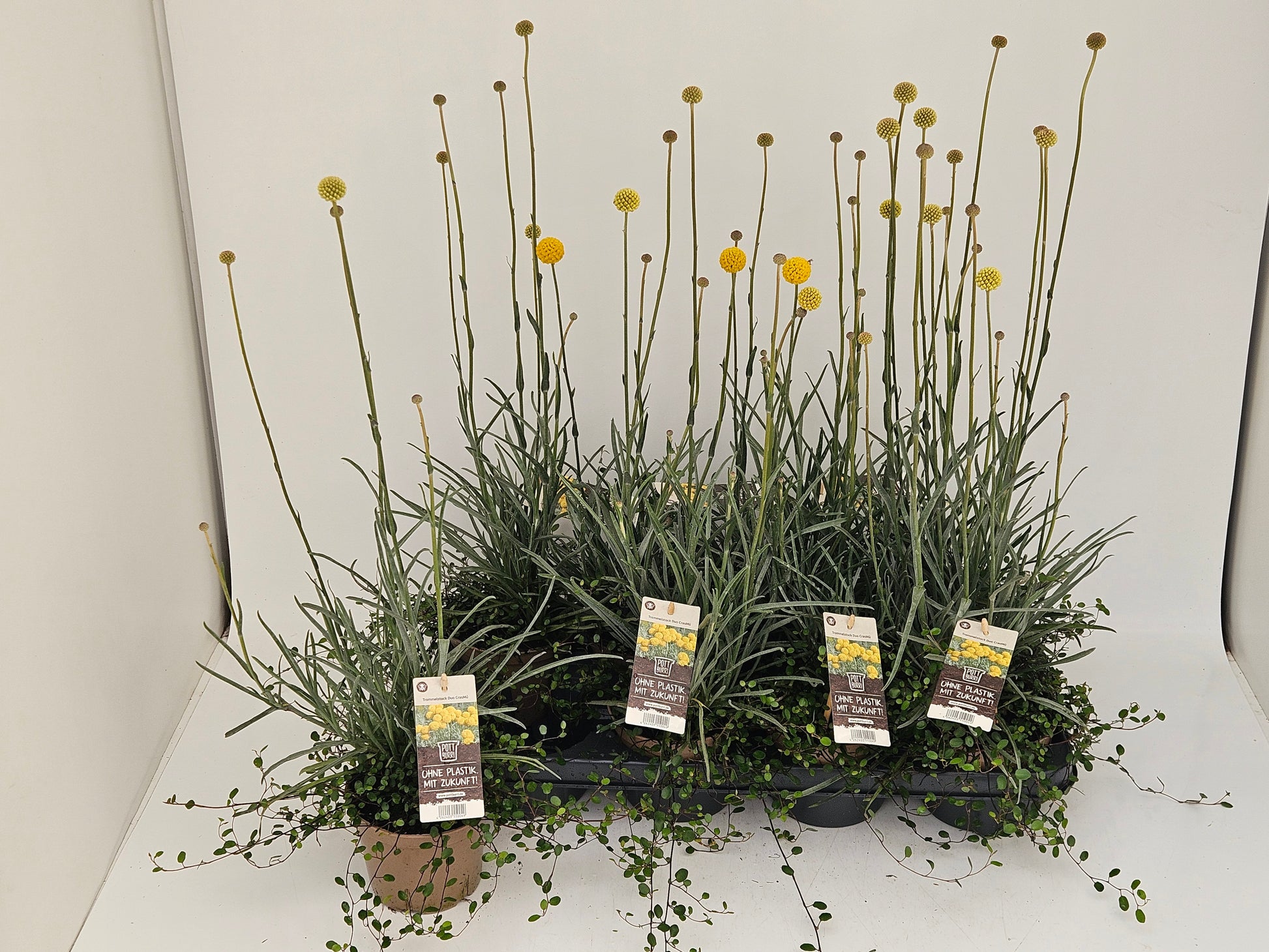 Perennials mixed in pot 50cm 13cm Pot