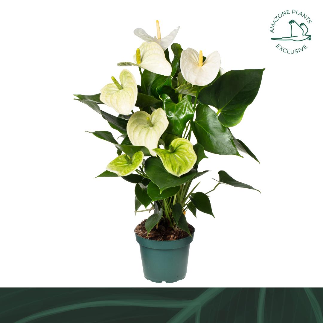 Amazoneplants BV Anthurium Samora Pack of 8