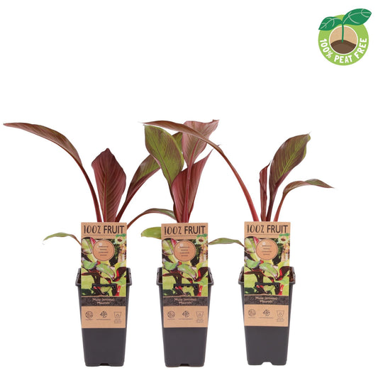 musa-basjoo-banana-30cm-15cm-pot