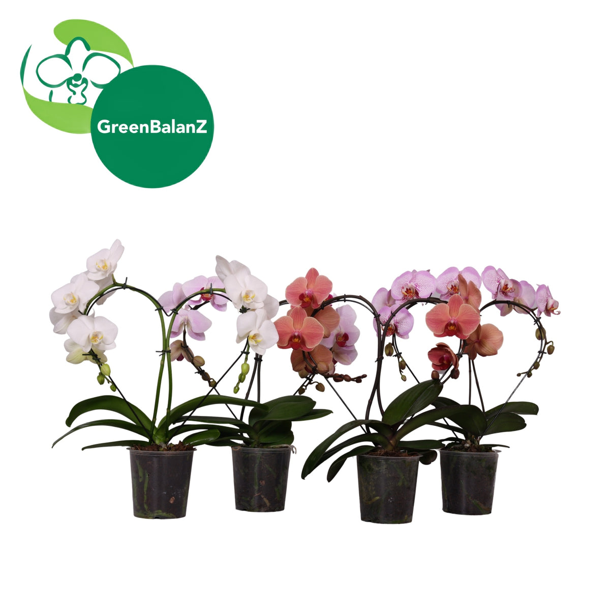 Phalaenopsis GreenbalanZ HeartZ 50cm 12cm Pot