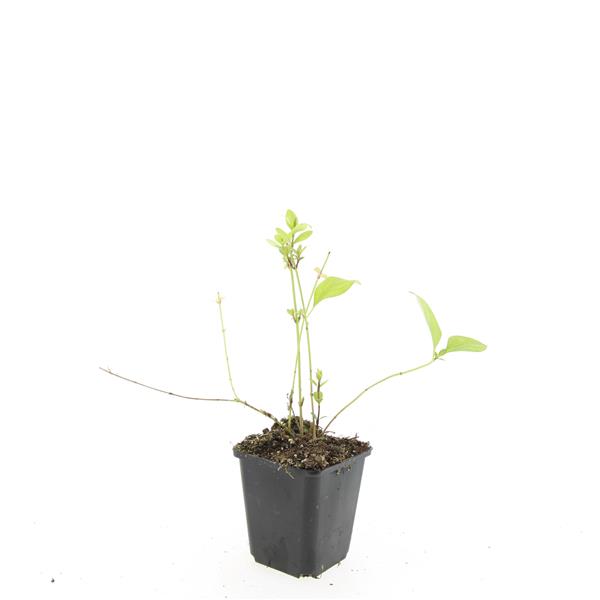 Ground cover plant mix 5cm 9cm Pot