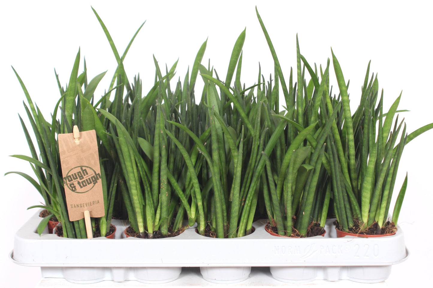 Sansevieria bacularis 25cm 6cm Pot