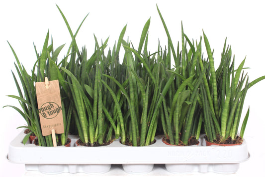 Sansevieria bacularis 25cm 6cm Pot