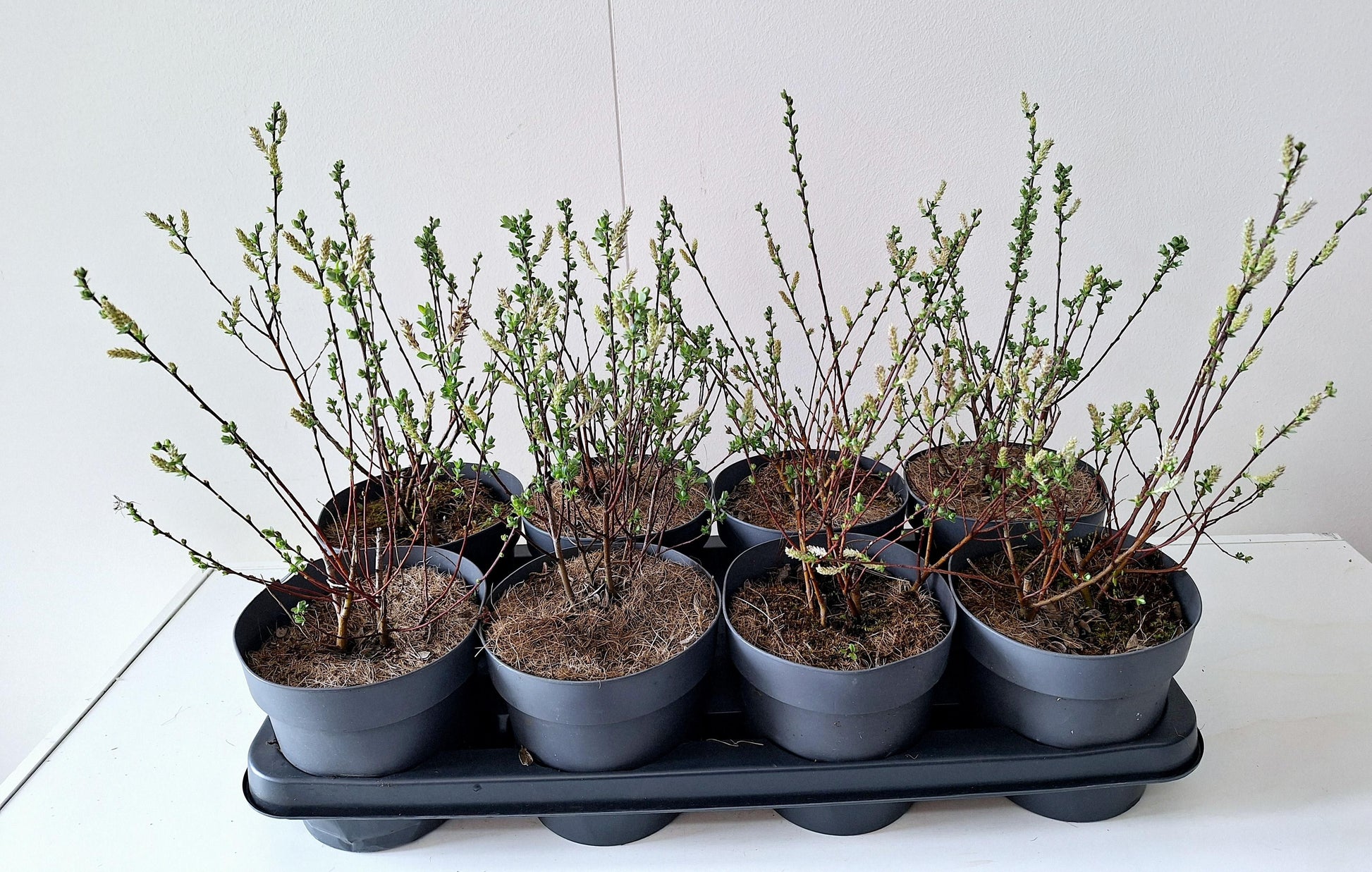 Bontekoe, Salixkw Salix caprea Pack of 8