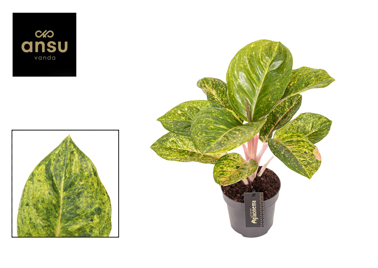 Aglaonema Hybrid 35cm 12cm Pot