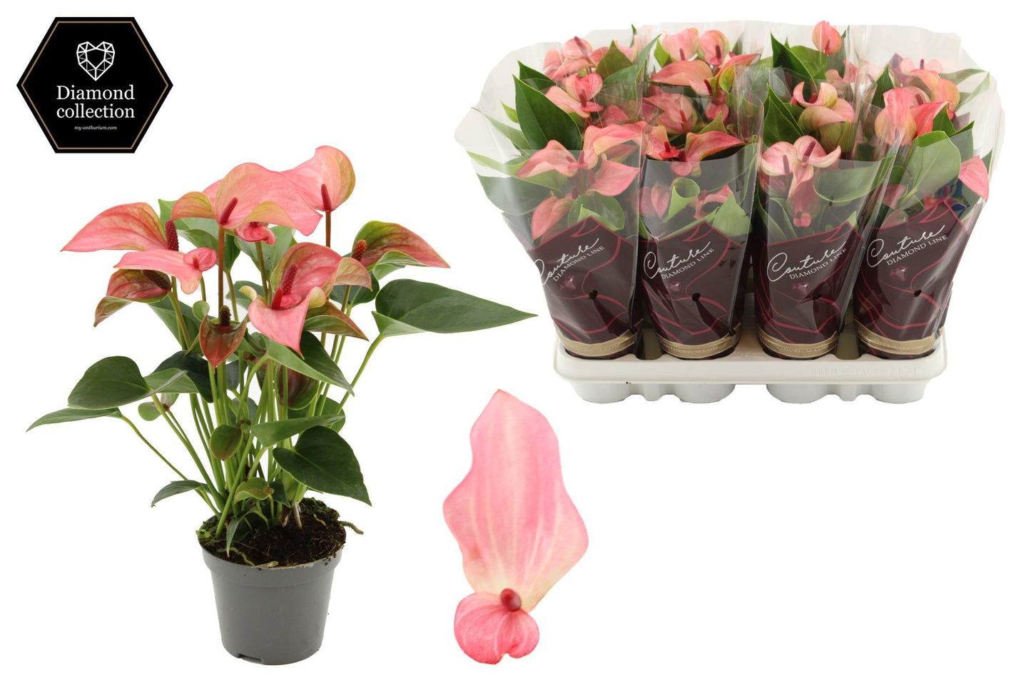 Anthurium Matata 25cm 9cm Pot