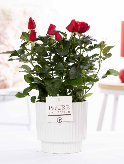 Pure Collection Rosa Beau Monde red Pack of 5
