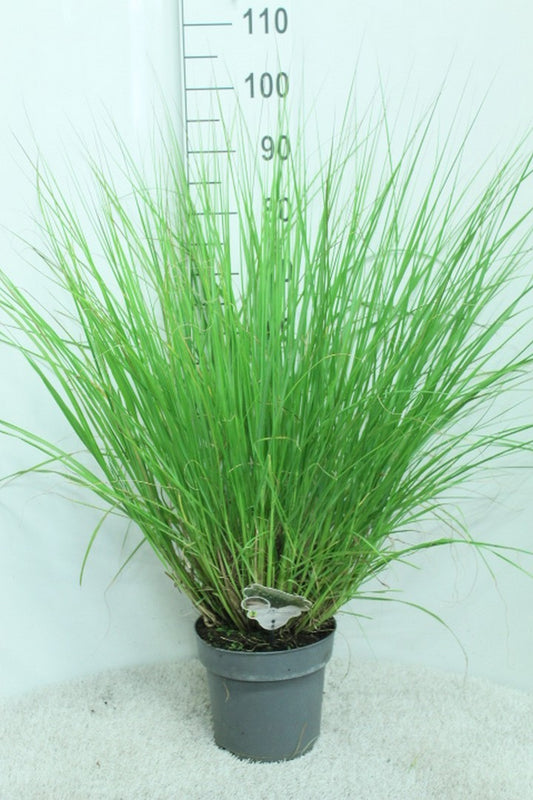 Pennisetum alopecuroides 100cm 23cm Pot