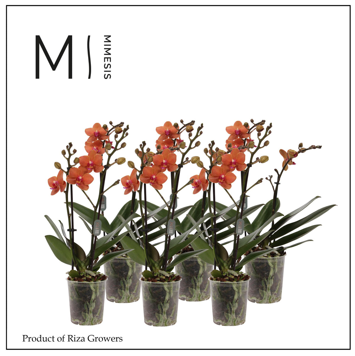 Phalaenopsis Orange 50cm 12cm Pot