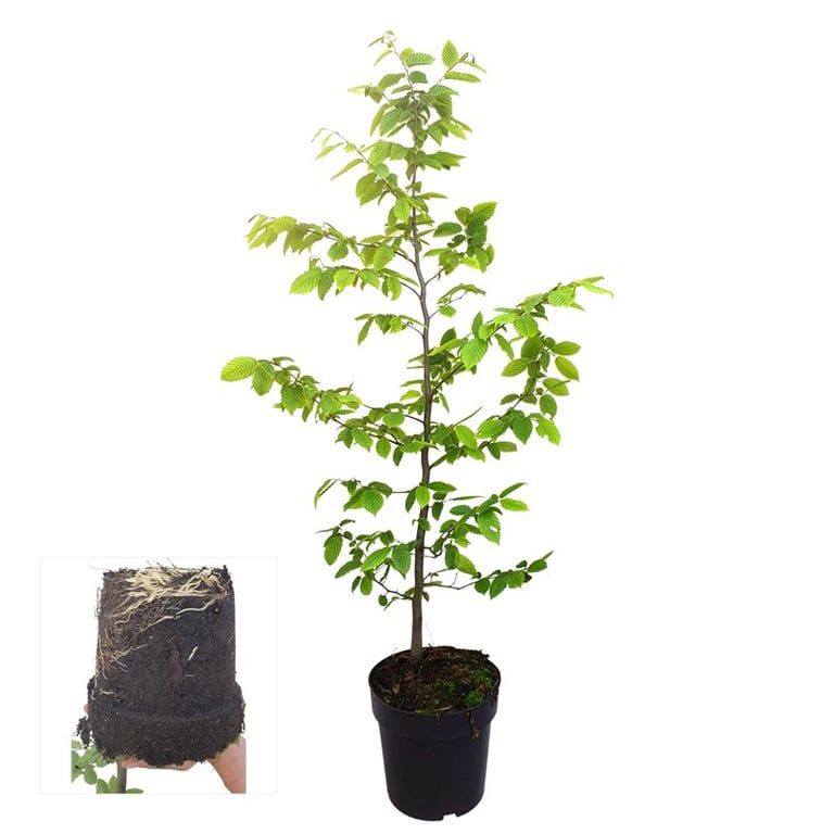 Carpinus betulus 100cm 21cm Pot
