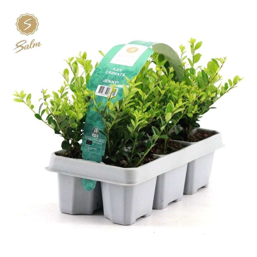 Ilex crenata Jenny 6-Pack 15cm 1cm Pot