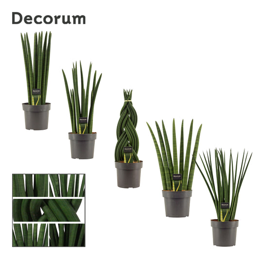 Sansevieria cylindrica mix 55cm 17cm Pot