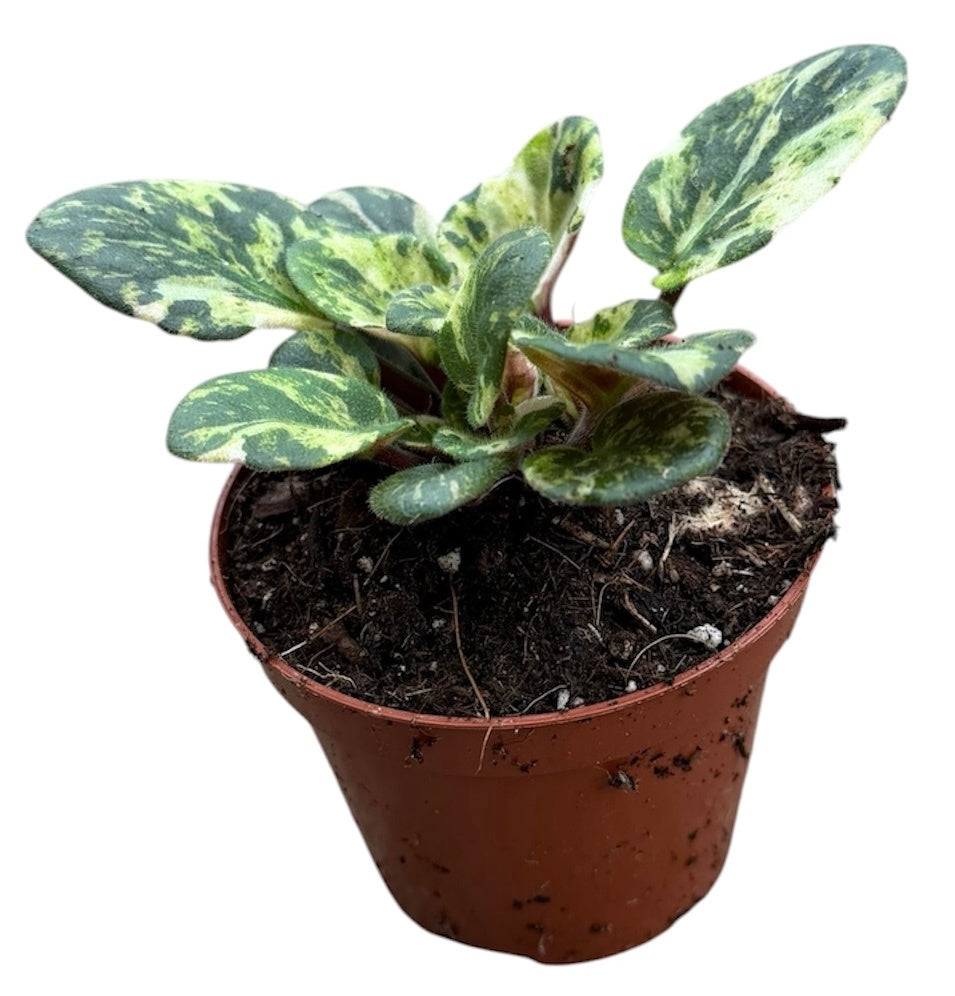 J.M. Plants, Kwekerij Saintpaulia ionantha Pack of 14