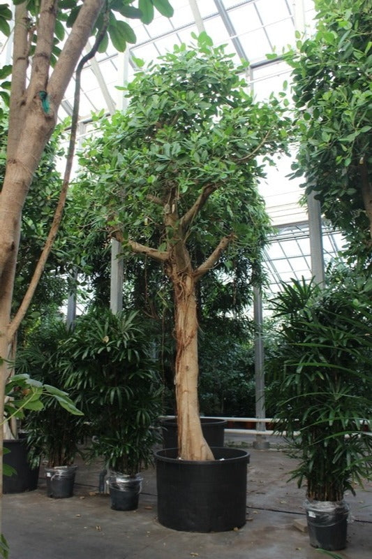 Ficus benghalensis 675cm 120cm Pot