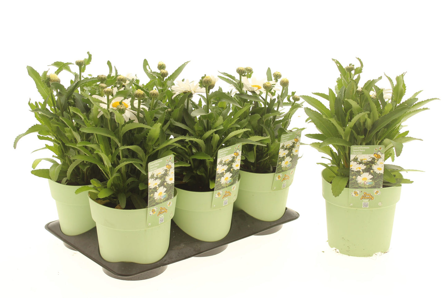 Leucanthemum Ooh LaLablanche 15cm 15cm Pot