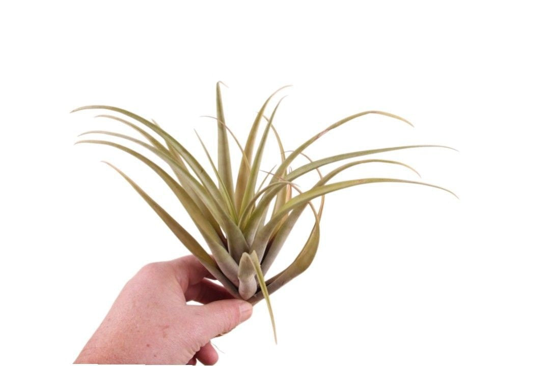 Tillandsia ionantha 25cm 999cm Pot