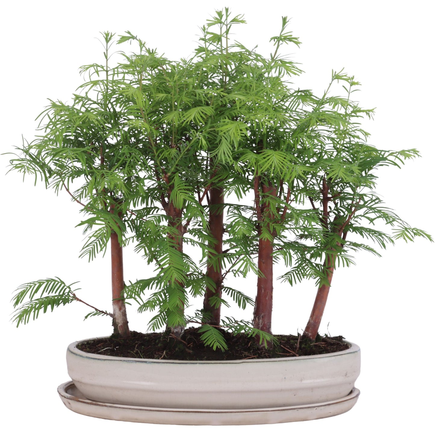 Bonsai Metasequoia Forest 45cm 31cm Pot