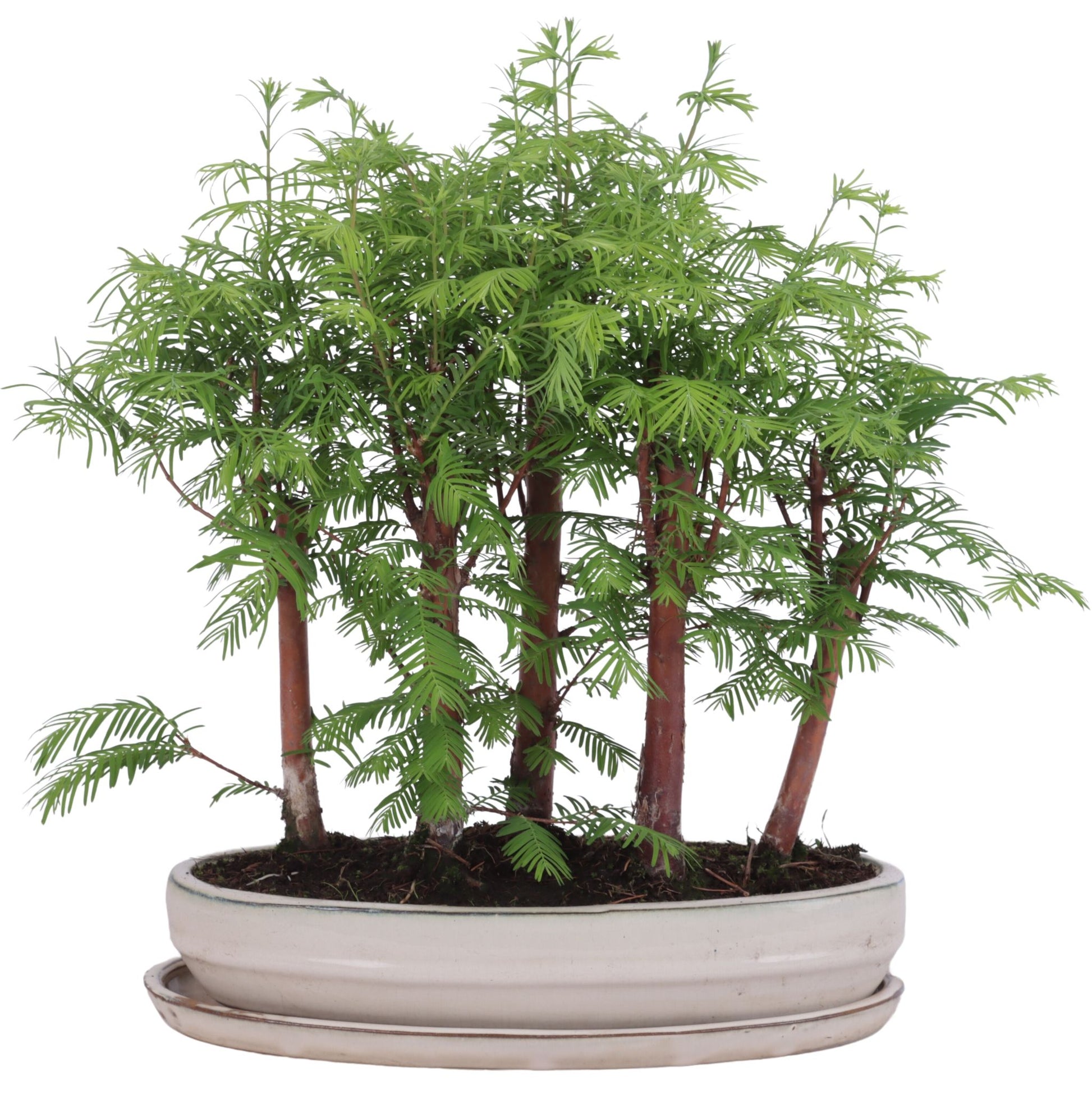 Bonsai Metasequoia Forest 45cm 31cm Pot