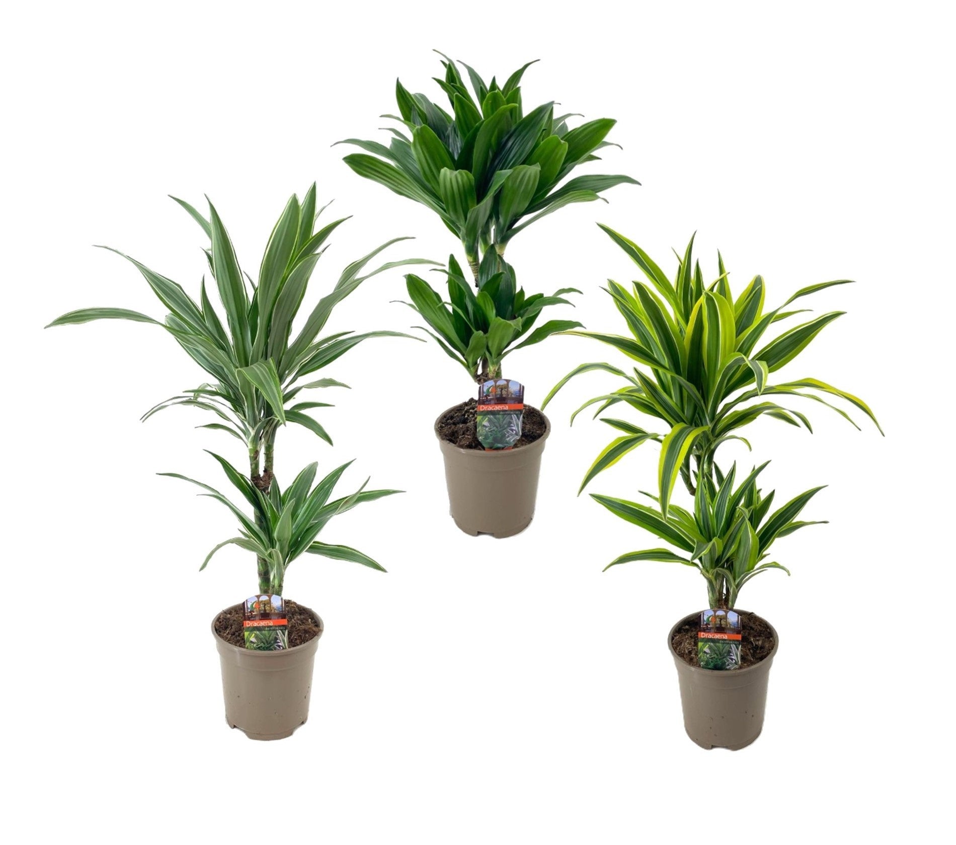 Luiten Kwekerij BV Dracaena fragrans Deremensis mix Pack of 6