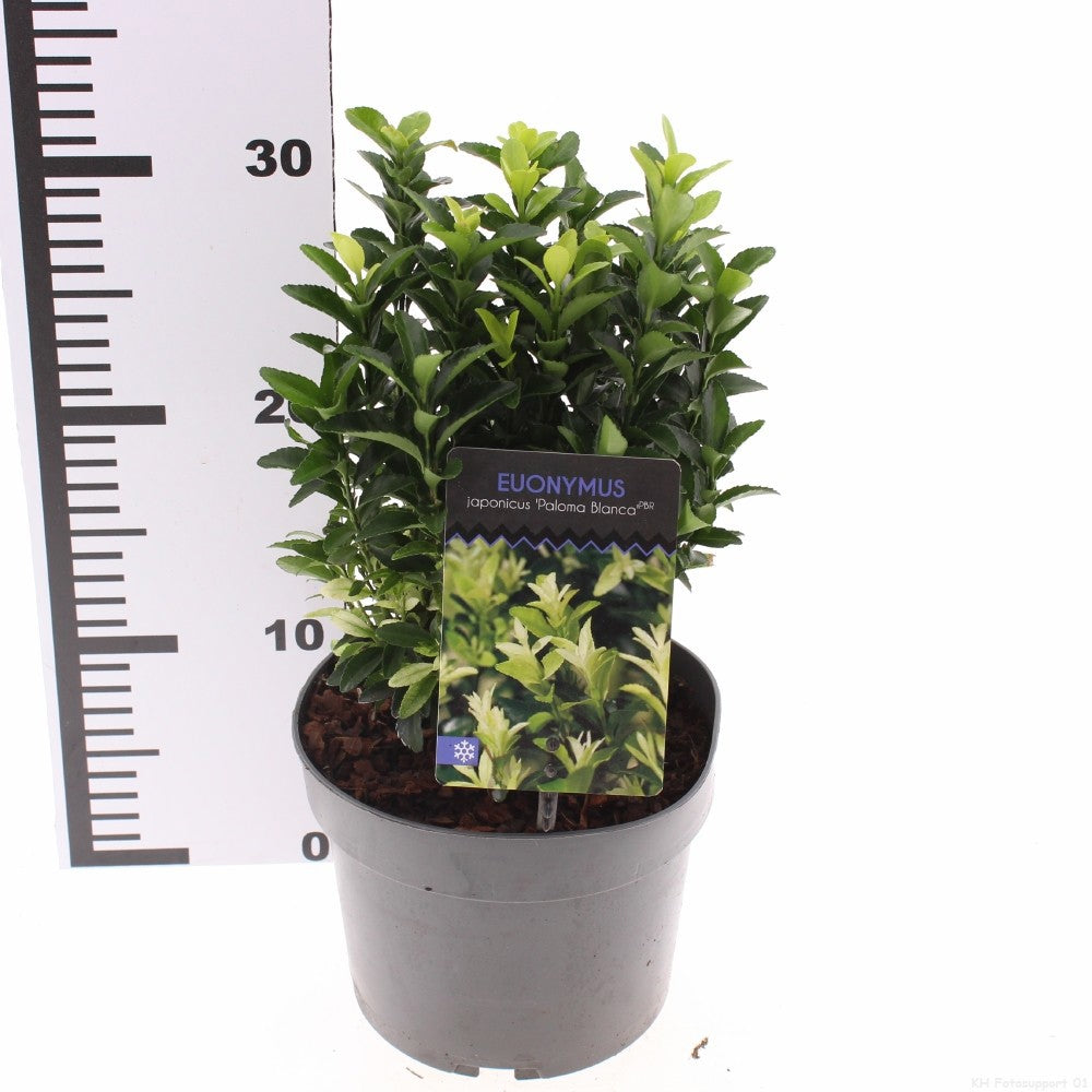 Euonymus japonicus 20cm 17cm Pot