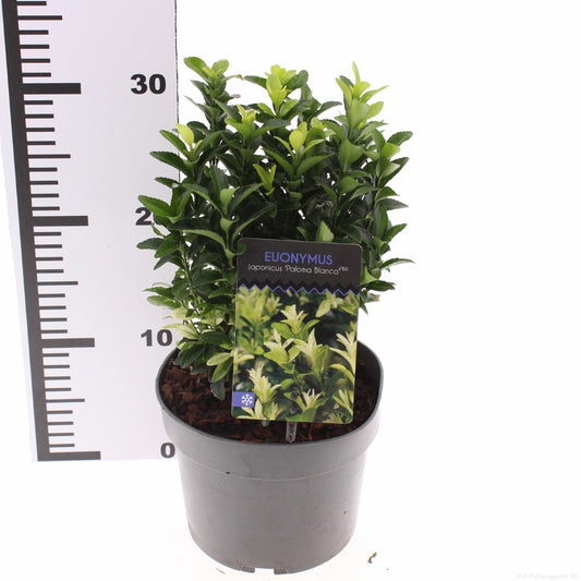 Euonymus japonicus 20cm 17cm Pot