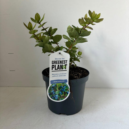 Lonicera mix 25cm 19cm Pot