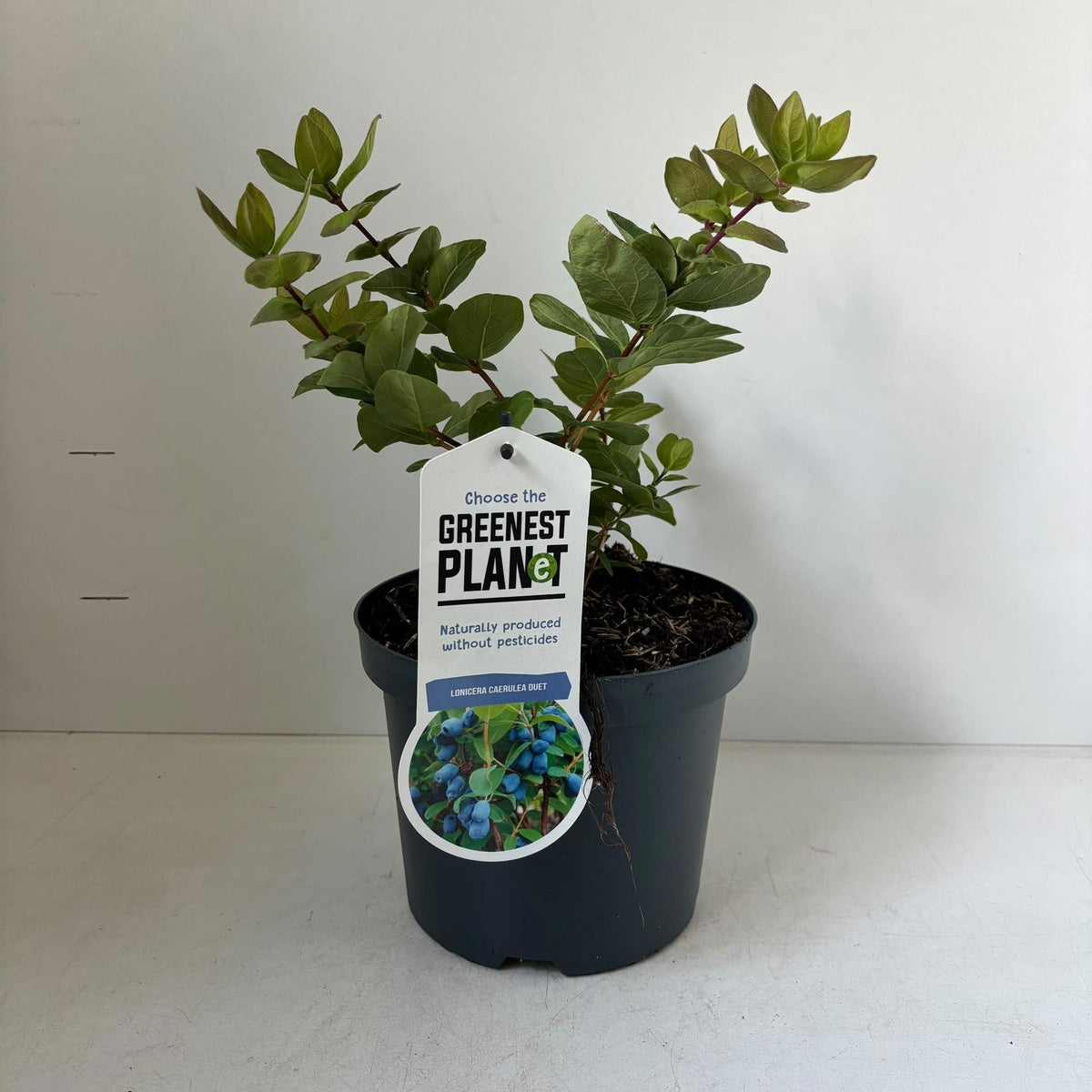 About Plants Zundert BV Lonicera mix Pack of 1