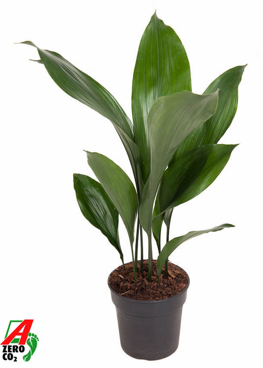 Aspidistra elatior 60cm 15cm Pot