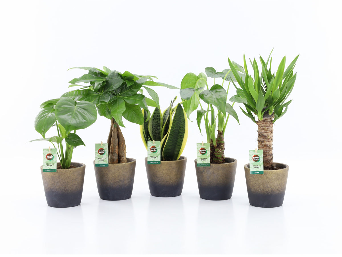 Foliage houseplants mix 35cm 13cm Pot