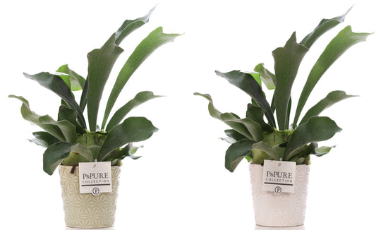 Platycerium bifurcatum 40cm 12cm Pot