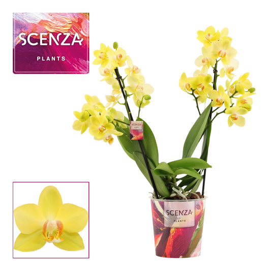 Phalaenopsis mf. Albenga 40cm 12cm Pot