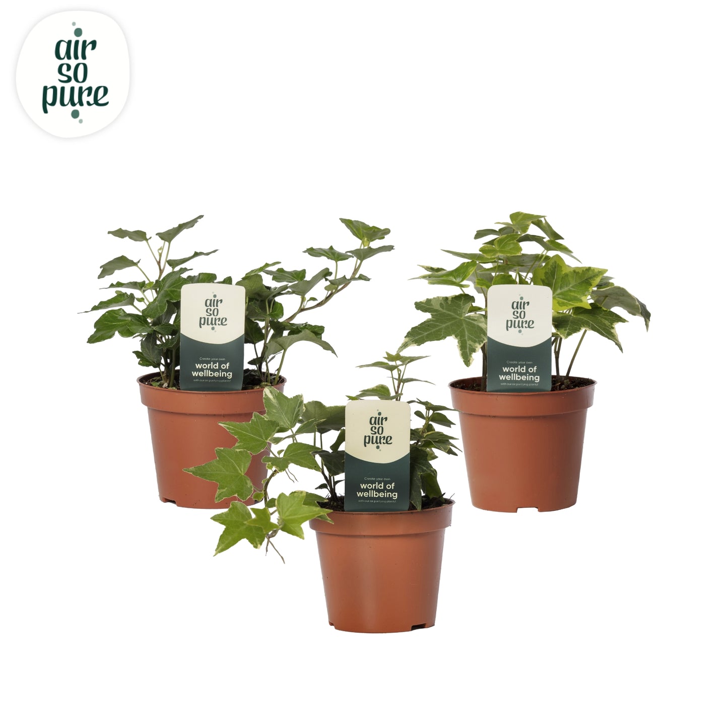 Quakelplant BV Hedera helix mix Pack of 21