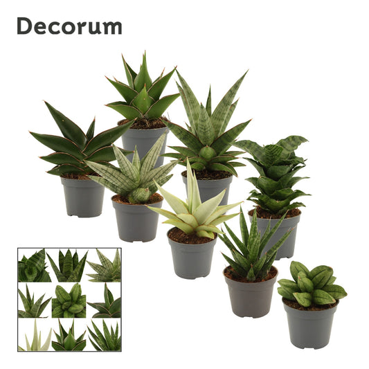 Sansevieria 13cm 6cm Pot