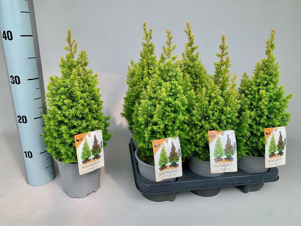 Chamaecyparis thyoises Novagold 40cm 13cm Pot
