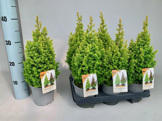 Chamaecyparis thyoises Novagold 40cm 13cm Pot