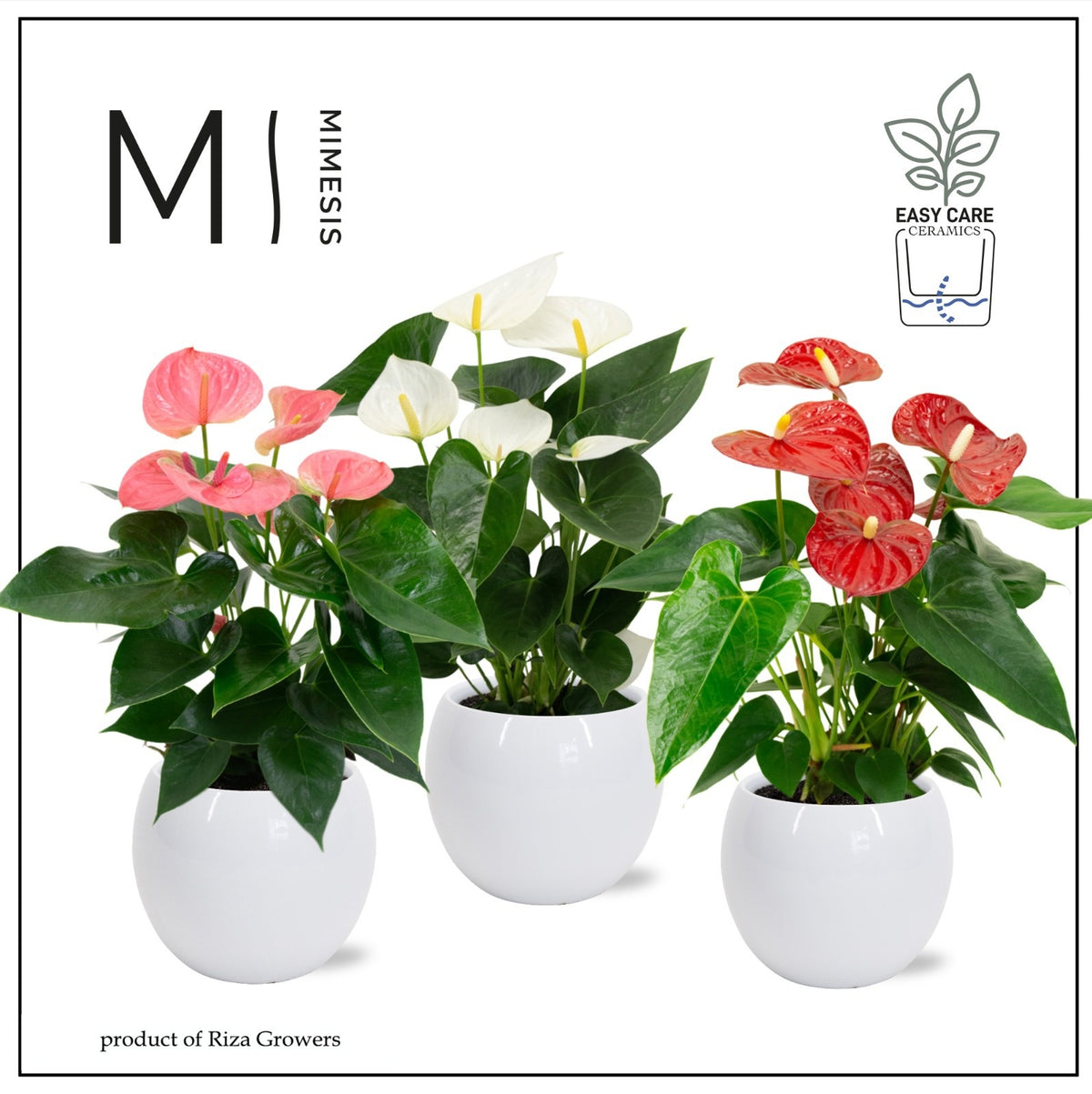 Anthurium mix 43cm 12cm Pot