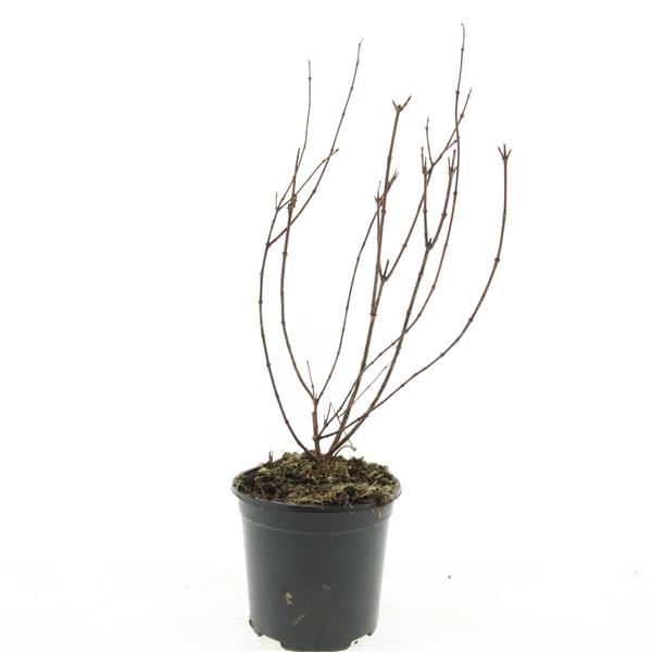 Philadelphus Belle Etoile 10cm 14cm Pot
