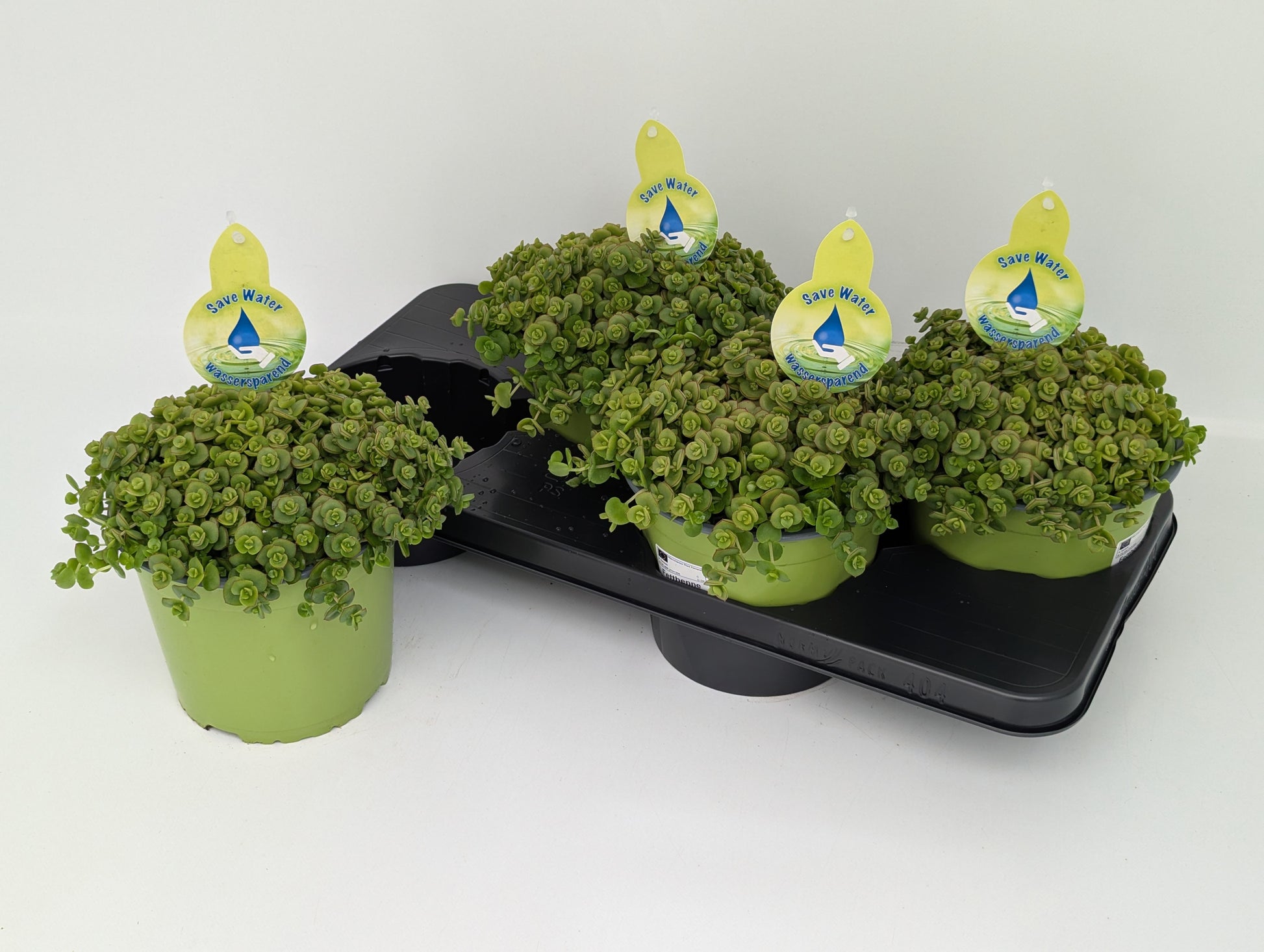 Sedum album mix 32cm 17cm Pot