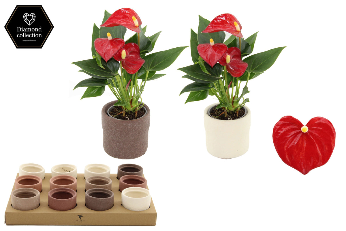 Anthurium Micra 18cm 6cm Pot