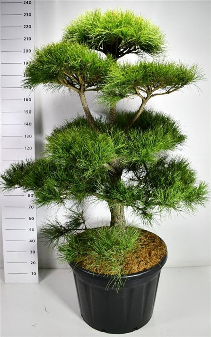 Pinus nigra subsp Nigra 220cm 80cm Pot