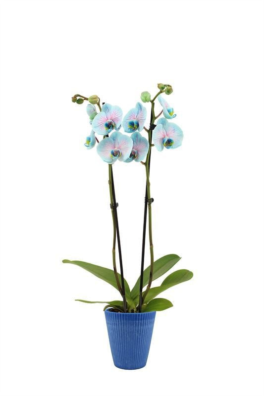 Phalaenopsis Hybrid 55cm 12cm Pot