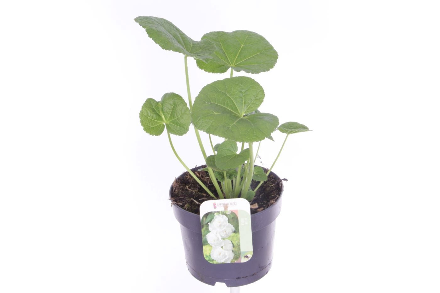 Alcea rosea 40cm 17cm Pot