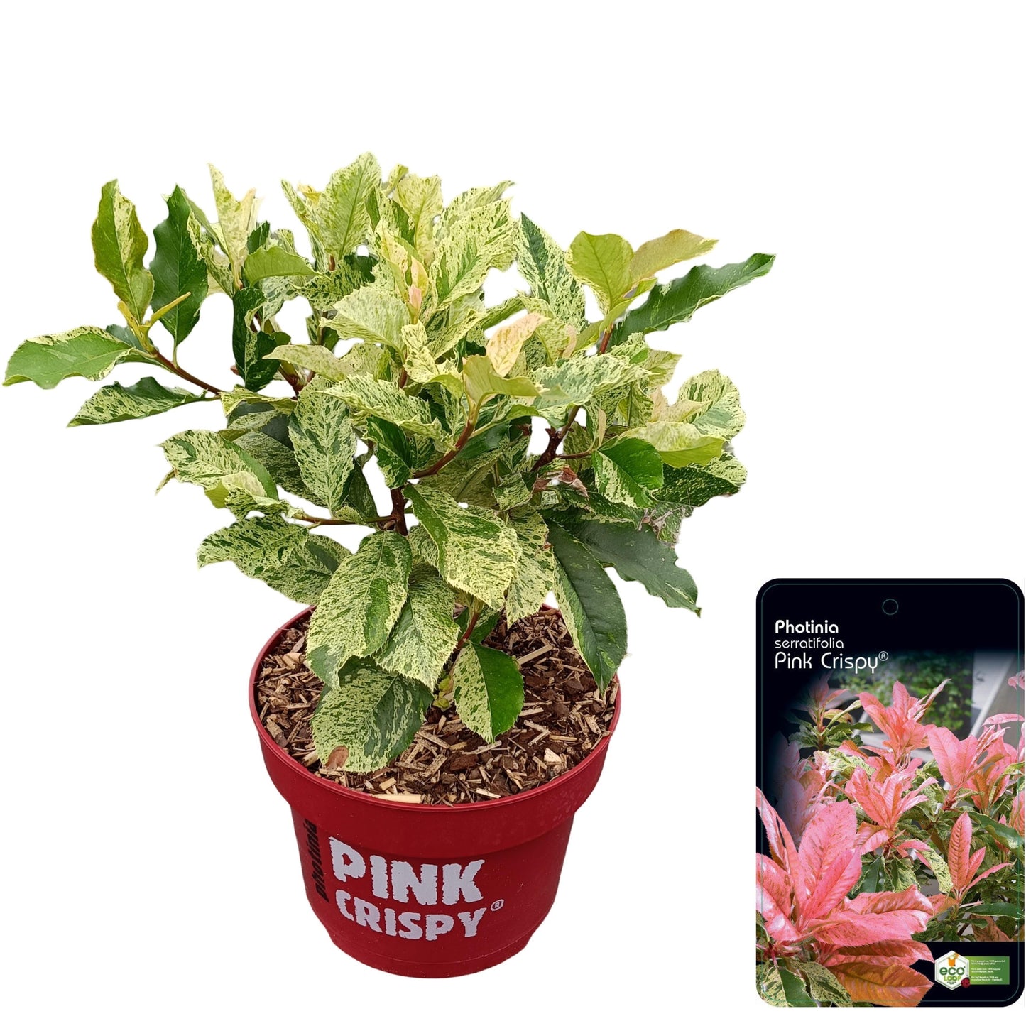 Photinia Pink Crispy 65cm 23cm Pot