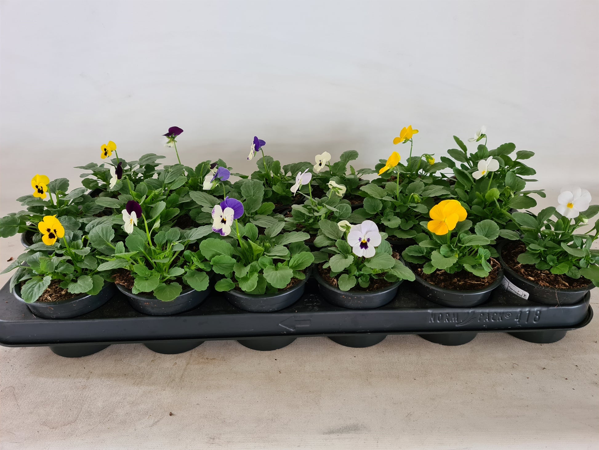 Viola cornuta 15cm 9cm Pot