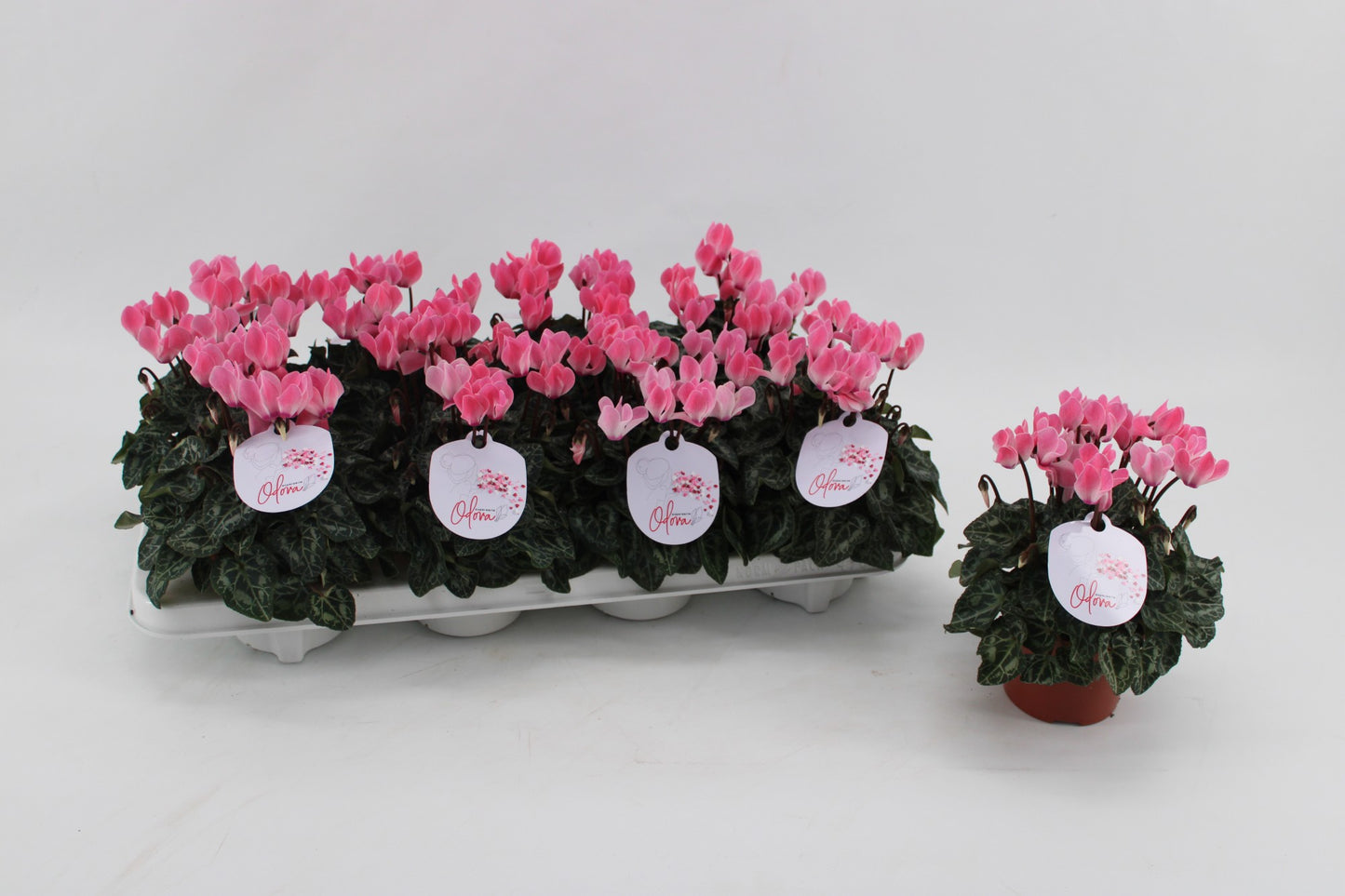 Cyclamen Odora Salmon Flamed 25cm 10.5cm Pot