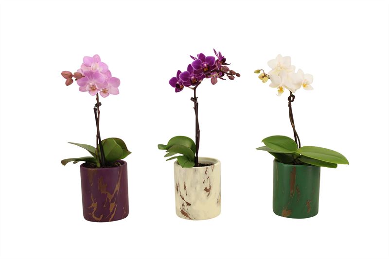 Phalaenopsis hybrid 17cm 6cm Pot