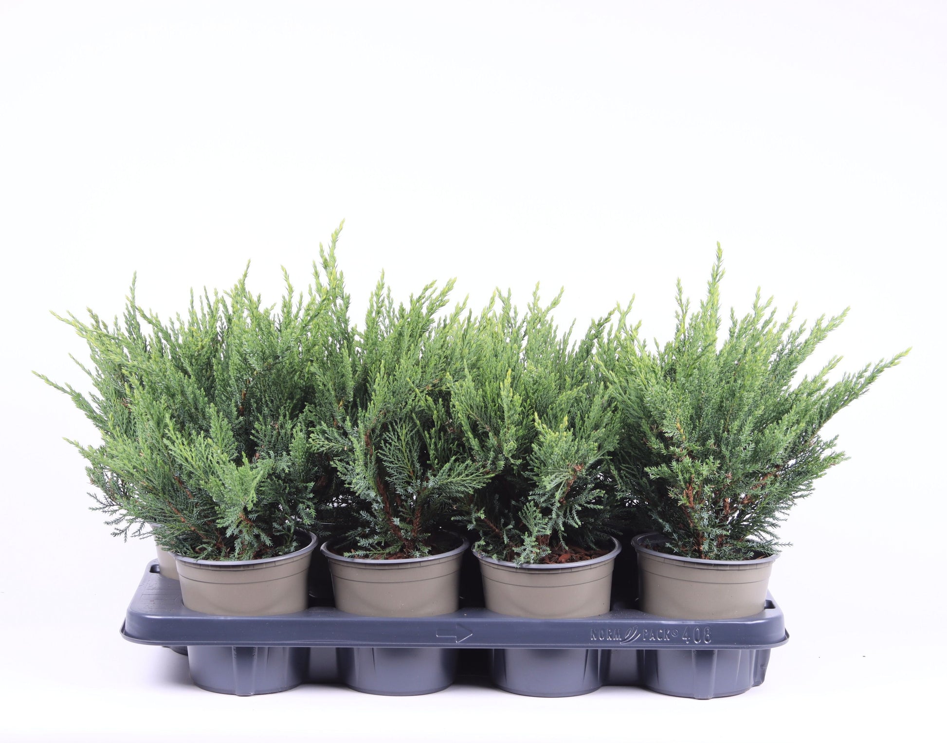 Juniperus sabina 30cm 13cm Pot