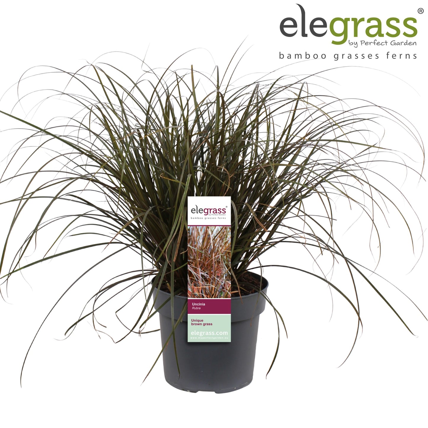 Uncinia Rubra 40cm 19cm Pot